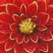 Dahlia 30x30cm