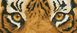 Tiger Spy 42x15cm
