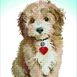 Lovely Boy 32x42cm
