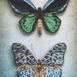 Antique Butterflies 45x60cm