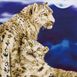 Snow Leopards 75x50cm