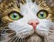 Green Eyed Beauty 27x35 cm
