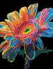 Gerbera