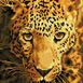 Jaguar Prowl 27x35cm