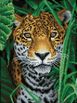 Jaguar Jungle 30x40cm